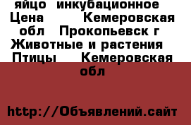    яйцо  инкубационное › Цена ­ 23 - Кемеровская обл., Прокопьевск г. Животные и растения » Птицы   . Кемеровская обл.